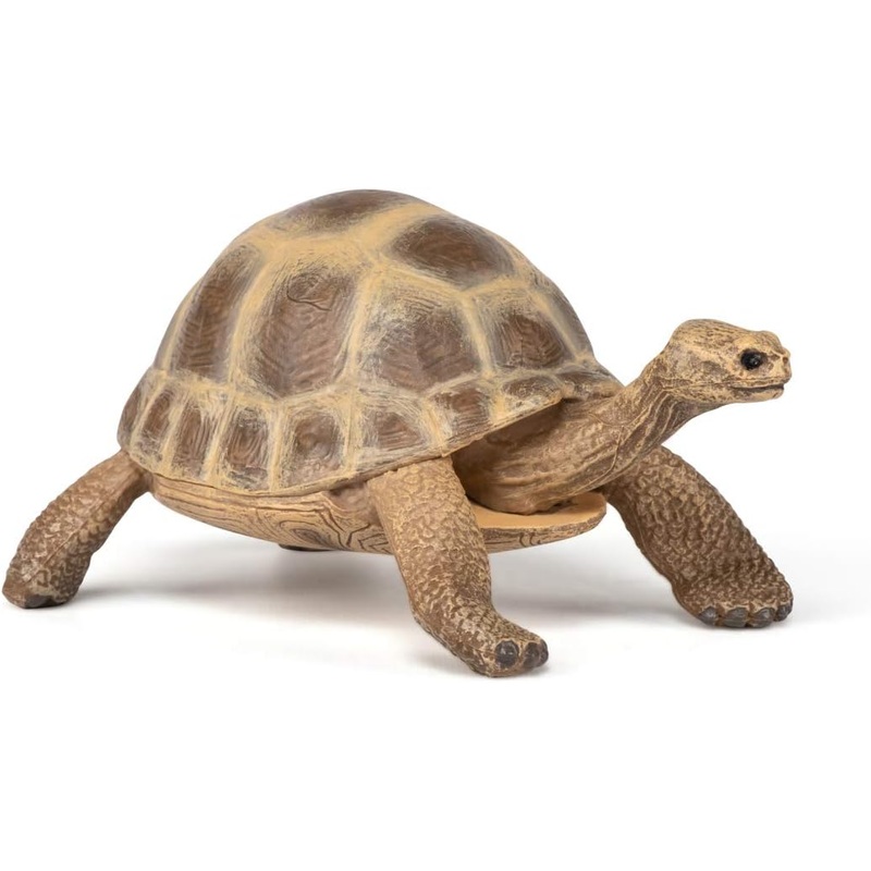 PAPO 50264 HERMANN'S TORTOISE